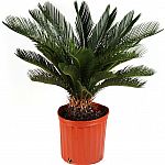 Lowes - Up to 55% Off Costa Farms Live House Plants Sale