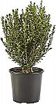 Shrub Wintergreen Boxwood 2.5 Qt, 1 Gallon $12.84
