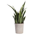 Lowes - Up to 40% Off Costa Farms Plants