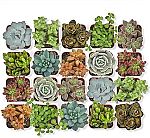 20-pack Altman Plants, Live Succulent Plants $21.45